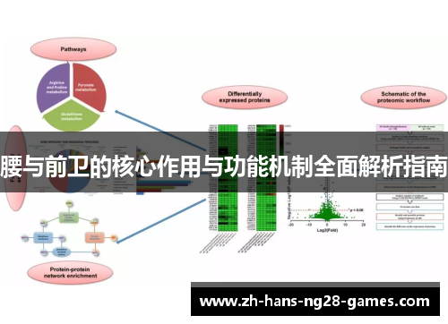 腰与前卫的核心作用与功能机制全面解析指南